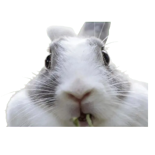 felices pascua 