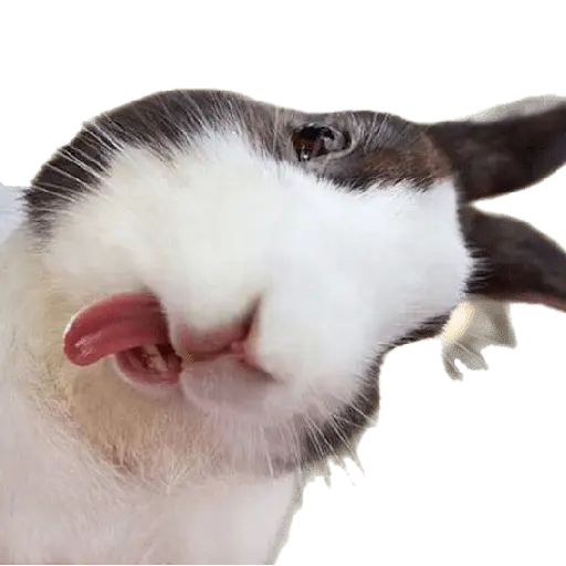 felices pascua 