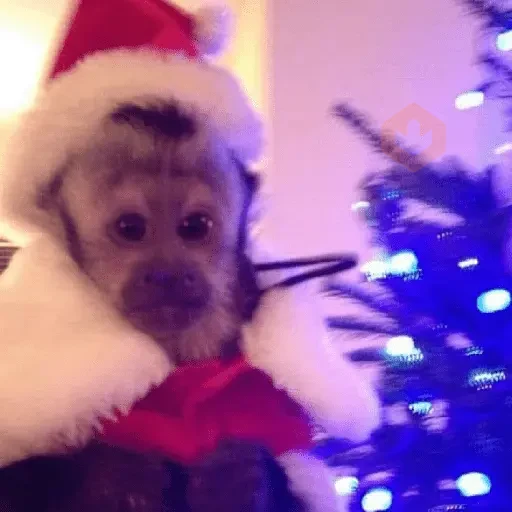 Monos Navidad🎄Changos 🐒