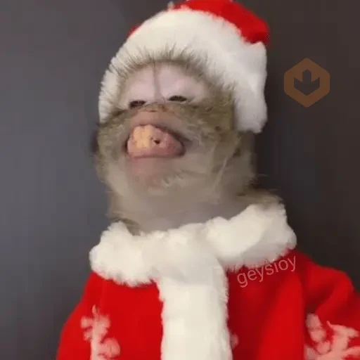 Monos Navidad🎄Changos 🐒