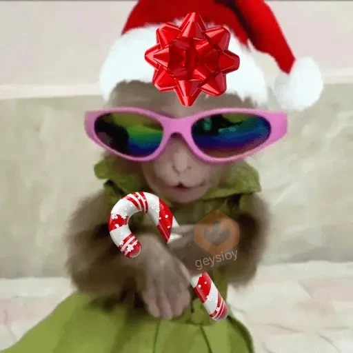 Monos Navidad🎄Changos 🐒