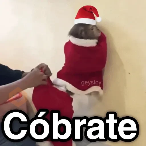 Monos Navidad🎄Changos 🐒
