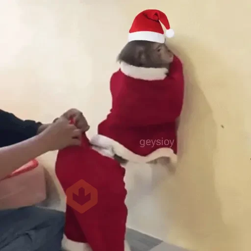 Monos Navidad🎄Changos 🐒