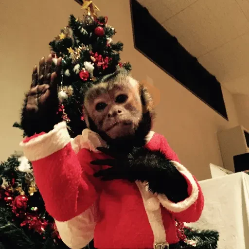 Monos Navidad🎄Changos 🐒