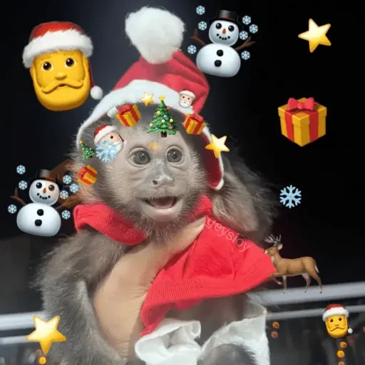 Monos Navidad🎄Changos 🐒