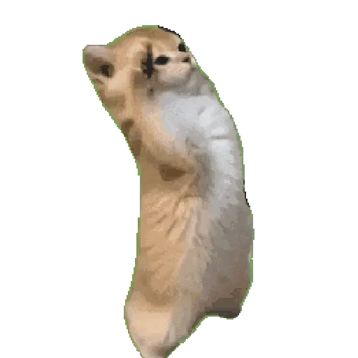 Gatos Cat call 📲 Michis 😺
