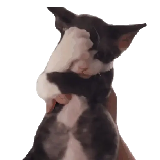 Gatos Cat call 📲 Michis 😺