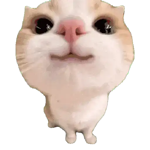 Gatos Cat call 📲 Michis 😺
