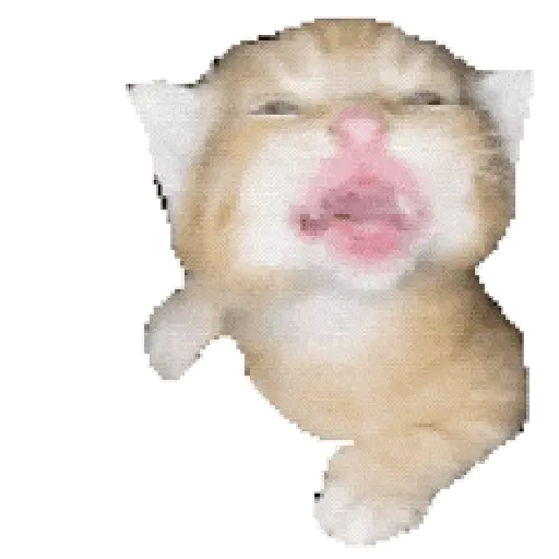 Gatos Cat call 📲 Michis 😺