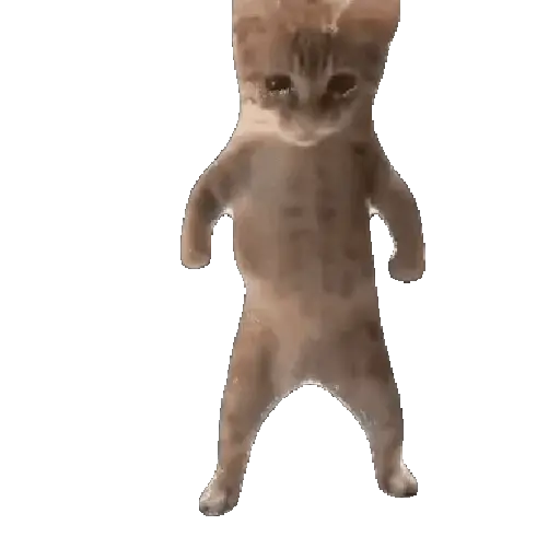 Gatos Cat call 📲 Michis 😺