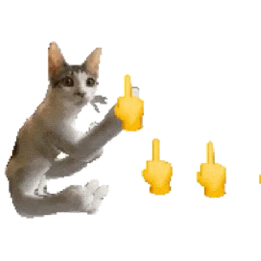 Gatos Cat call 📲 Michis 😺