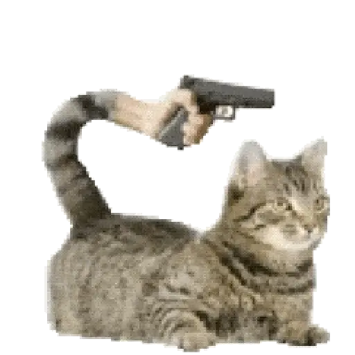Gatos Cat call 📲 Michis 😺