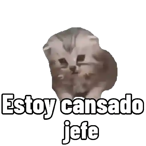 Gatos Cat call 📲 Michis 😺