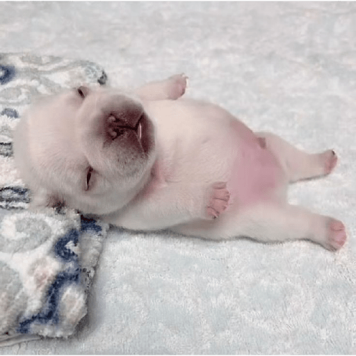 Pibble preview