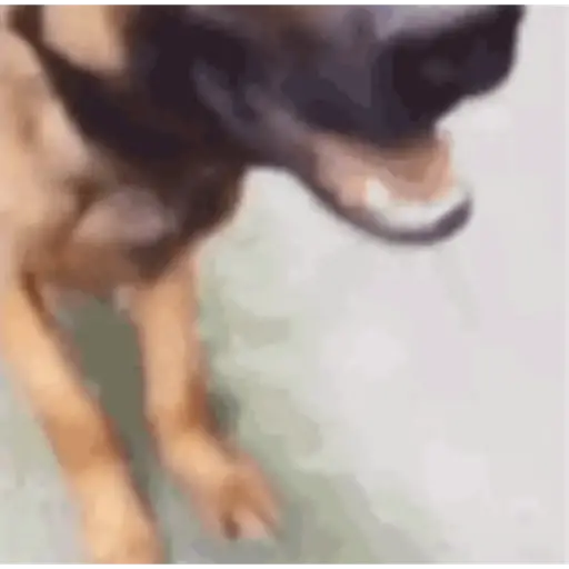 Pibble 