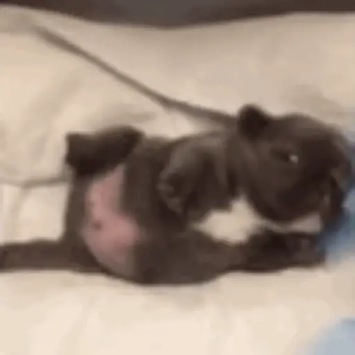 Pibble 