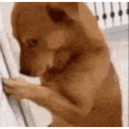 Pibble 