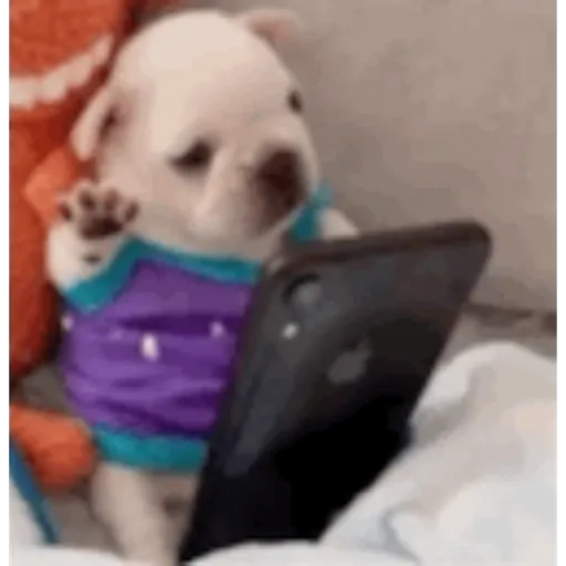 Pibble  preview