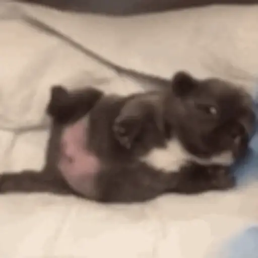 Pibble  preview