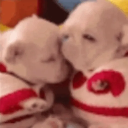 Pibble 