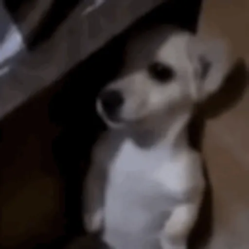 Pibble 
