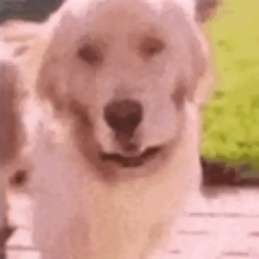 Pibble 
