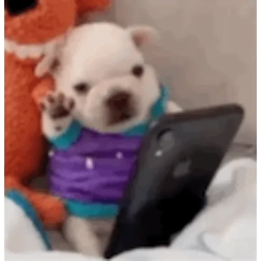 Pibble 