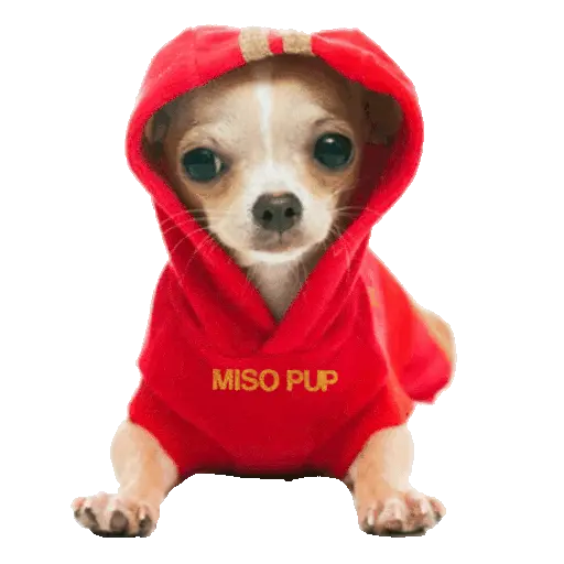 🐕Perritos🐕Mov