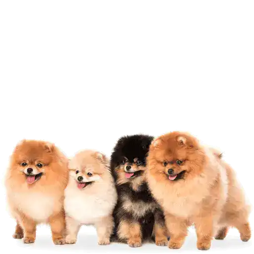 🐕Perritos🐕Mov