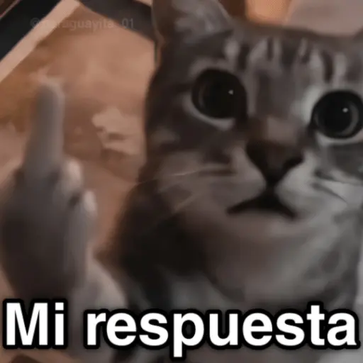 🐈🐈‍⬛🧶 GATOS 3 🧶🐈🐈‍⬛