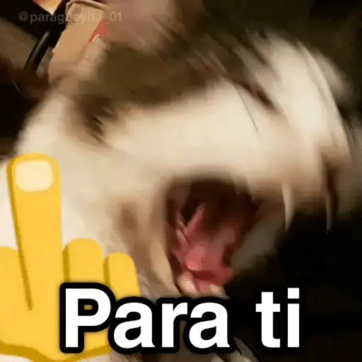 🐈🐈‍⬛🧶 GATOS 3 🧶🐈🐈‍⬛