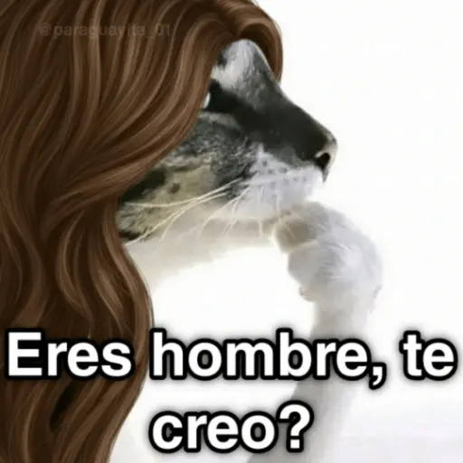 🐈🐈‍⬛🧶 GATOS 3 🧶🐈🐈‍⬛
