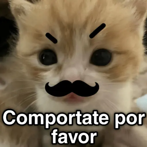 🐈🐈‍⬛🧶 GATOS 3 🧶🐈🐈‍⬛