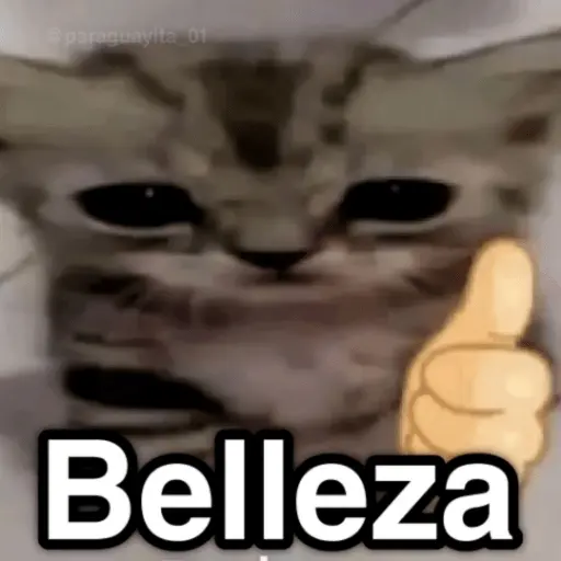 🐈🐈‍⬛🧶 GATOS 3 🧶🐈🐈‍⬛