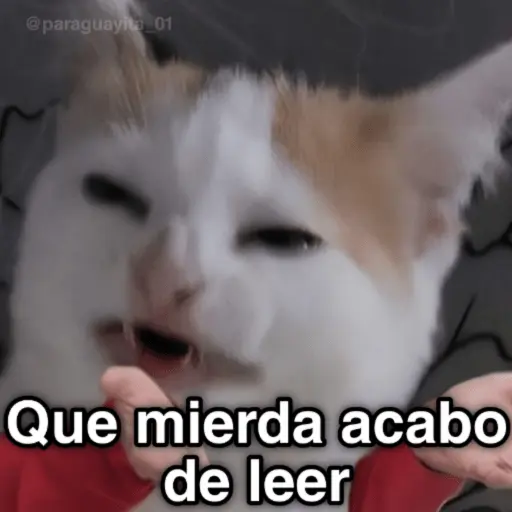🐈🐈‍⬛🧶 GATOS 3 🧶🐈🐈‍⬛