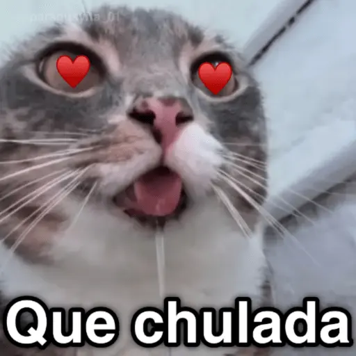 🐈🐈‍⬛🧶 GATOS 3 🧶🐈🐈‍⬛