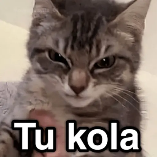 🐈🐈‍⬛🧶 GATOS 3 🧶🐈🐈‍⬛