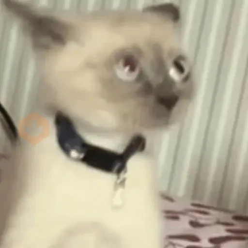 Random TikTok sticker 15