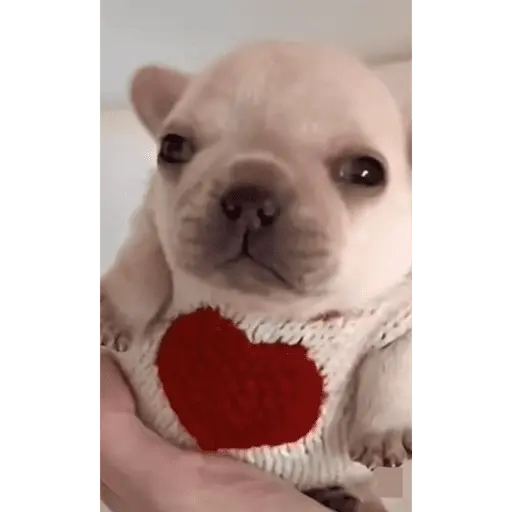 Pibble