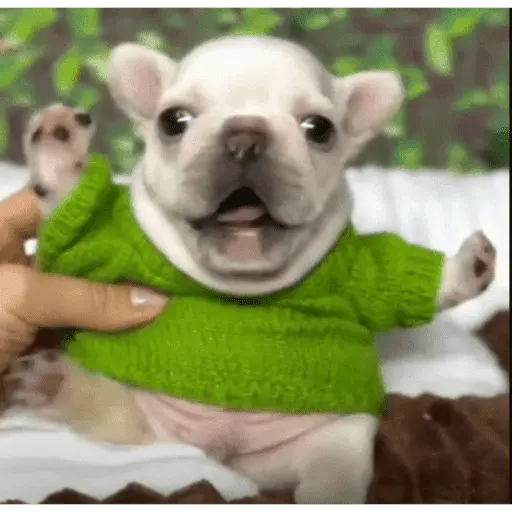 Pibble