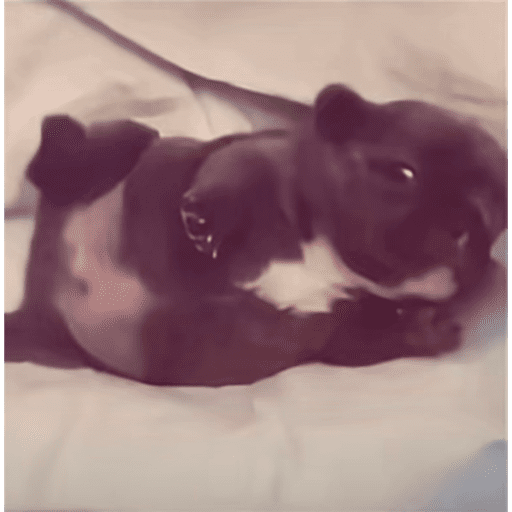 Pibble preview