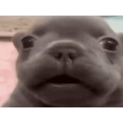 Pibble preview