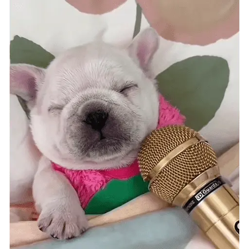 Pibble