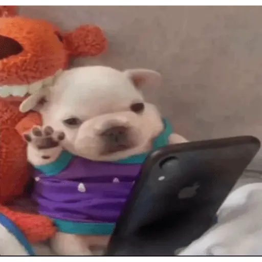 Pibble