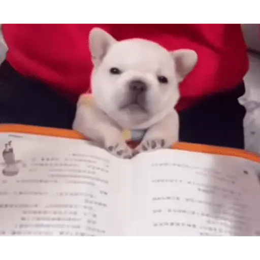 Pibble