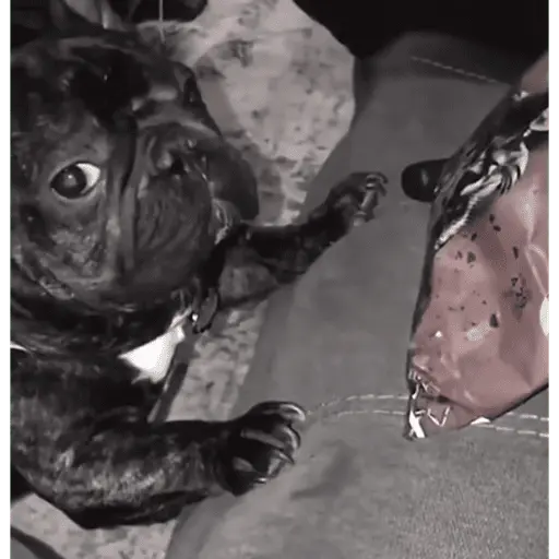 Pibble