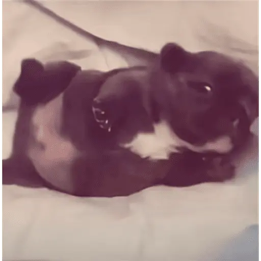 Pibble