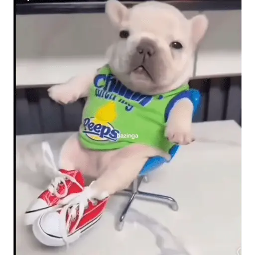 Pibble