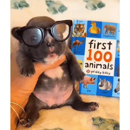 Pibble
