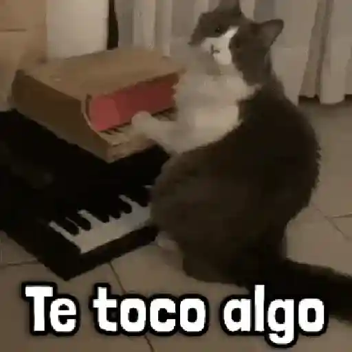 Más Michis! 🐾😸